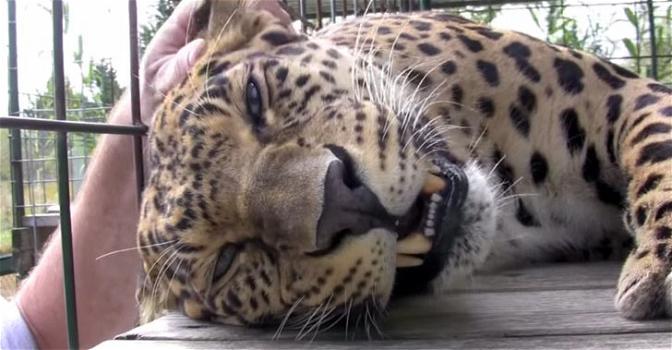Questo leopardo mostra tutta la sua riconoscenza per essere stato salvato. Adorabile