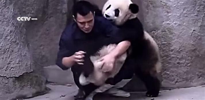 Ecco un panda al momento di prendere una medicina