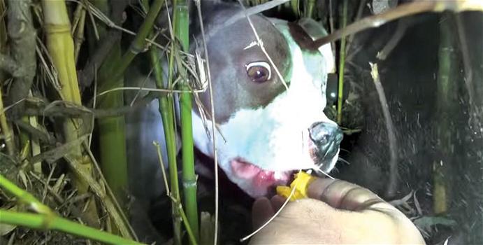 Un pitbull abbandonato viene soccorso da alcuni volontari. Al loro arrivo scoprono una sorpresa