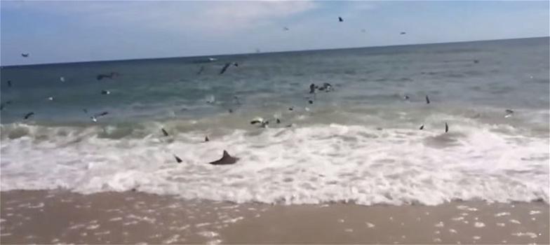 North Carolina: squali affamati arrivano fino a riva per consumare il loro pasto