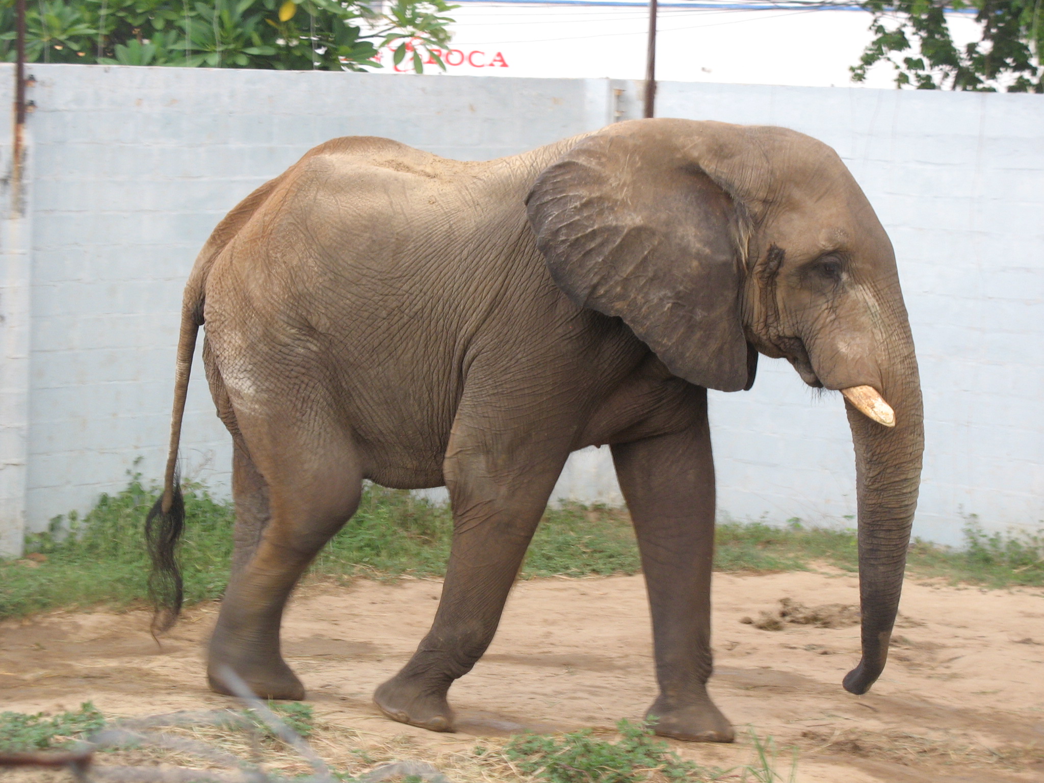 Elefante Con Ali E Aureola E Spina Nome