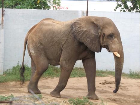 Si fa un selfie con un elefante, ma l’animale la calpesta e la uccide