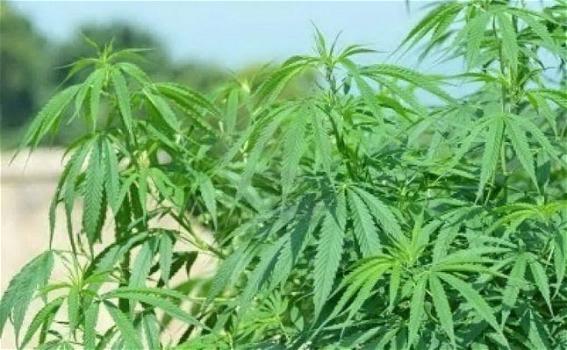 Carini, scoperta piantagione di marijuana vicino l’autostrada