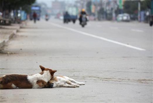Messico: cane veglia il corpo dell’amico investito da un’auto
