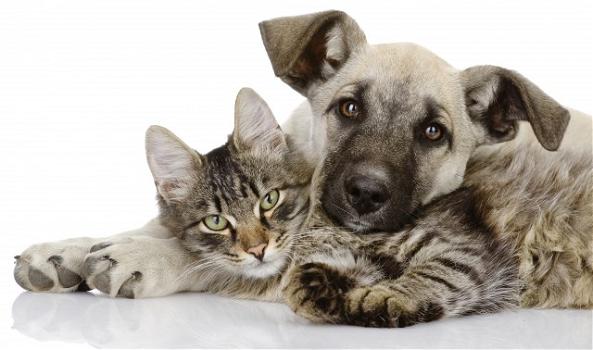 I falsi miti sul cibo per cani e gatti che ancora resistono