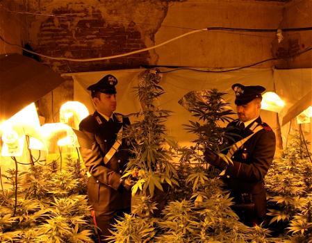 Palermo: ex convento trasformato in piantagione di cannabis