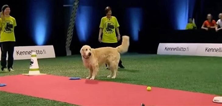 Un cane partecipa ad una gara di abilità. Il traguardo però non è il suo vero obiettivo