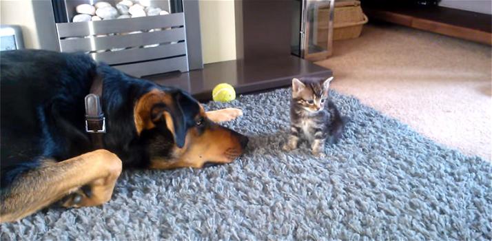 Un cane gigante supplica un piccolo gattino di dargli attenzioni. Il micio però non è interessato