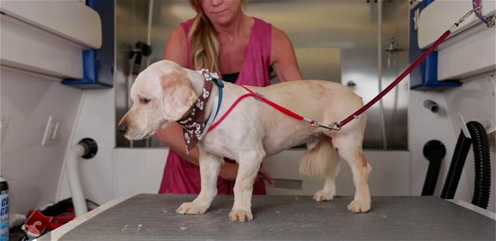 Questo cane abbandonato cambia vita dopo una toelettatura