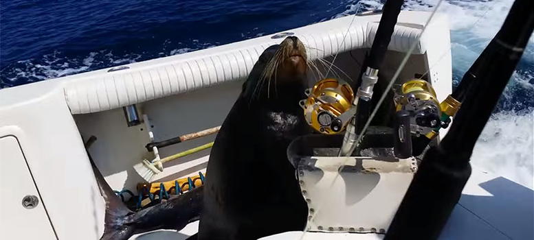 Pescatori inseguiti da una foca che nuota fino a raggiungerli