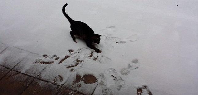 Ecco come reagisce un gatto quando vede la neve per la prima volta