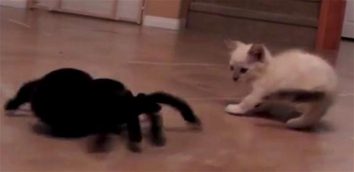 Un gattino si scontra contro un ragno meccanico. Ecco la sua reazione