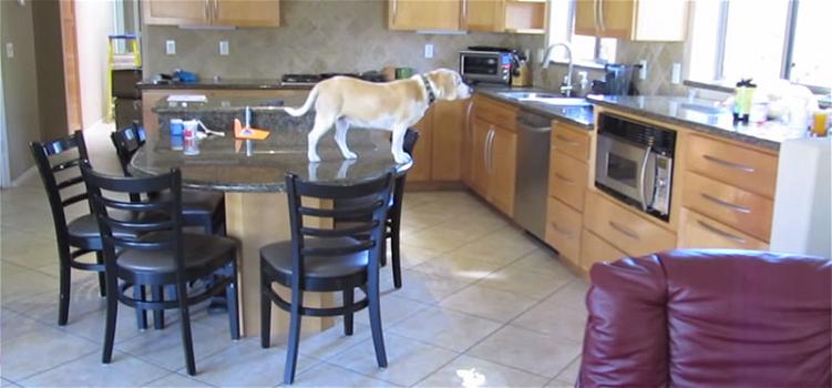 Ecco cosa fa questo beagle quando è solo in casa