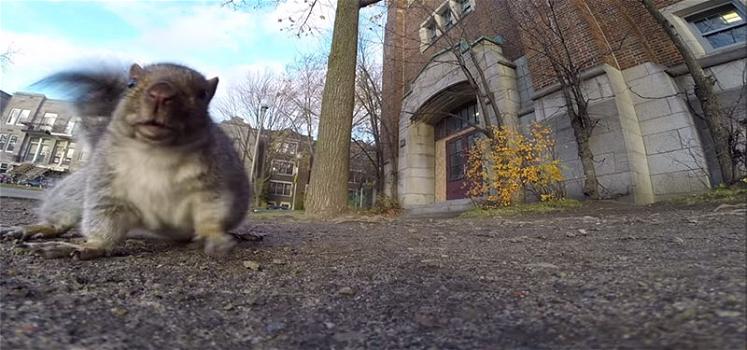 Un uomo cerca di filmare uno scoiattolo. Non si immagina quello che succederà