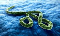 Ebola: primo caso per un cittadino italiano. E’ un dottore di Emergency