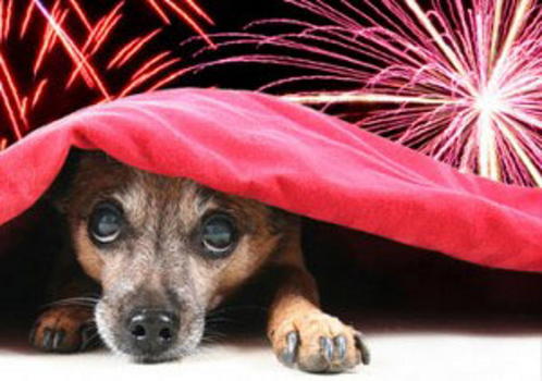 Si avvicina capodanno, pericolo per gli animali