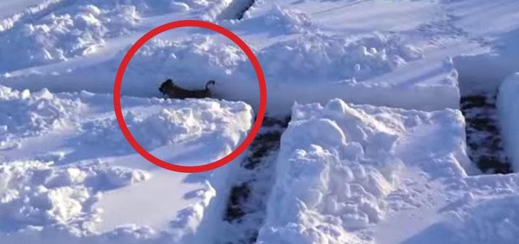 Ecco un cane alle prese con un labirinto creato con la neve