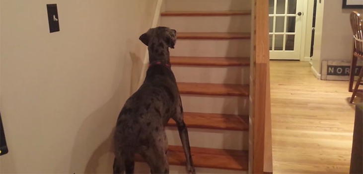 Ecco la reazione di un cane quando si trova davanti un mostro