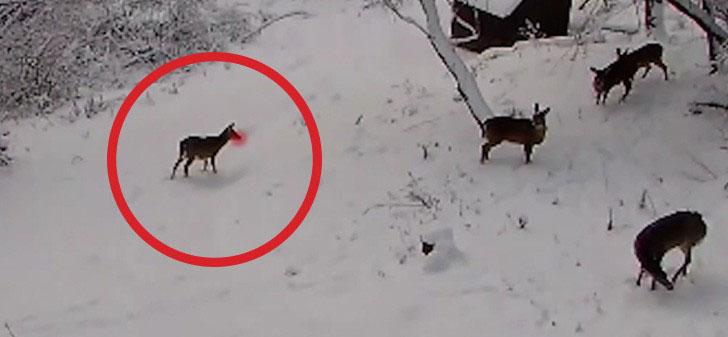 Telecamera nascosta riprende un gruppo di cervi intenti a giocare sulla neve come bambini