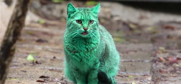 Bulgaria: un gatto verde si aggira per le strade