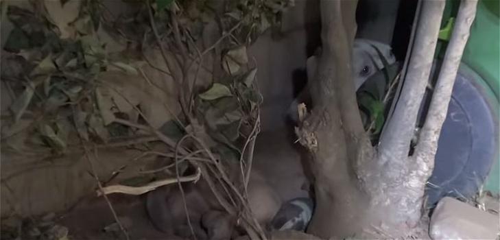 Una mamma pitbull partorisce in un giardino. Volontari salvano lei e i suoi cuccioli