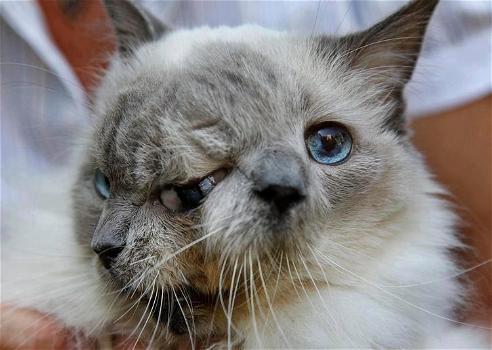 Muore a 15 anni il gatto con due facce. La padrona lo salvò dall’eutanasia