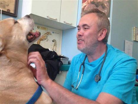 Milano: troppe richieste di eutanasia. Il veterinario sbotta “Avete rotto, gli animali non sono un fastidio”