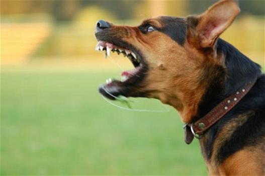 Roma: bimbo morso al volto da un cane. Denunciato il padrone