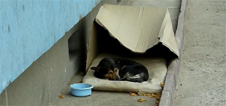 Video commovente: un cane randagio salvato dalla strada