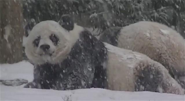 Il panda Bao Bao scopre la neve per la prima volta