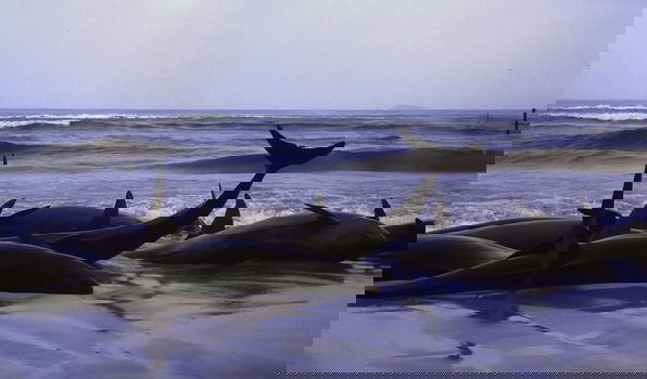 Disastro ambientale: 200 balene arenate in Nuova Zelanda