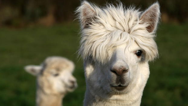 Stati Uniti: la fuga di due lama diventa virale sul web