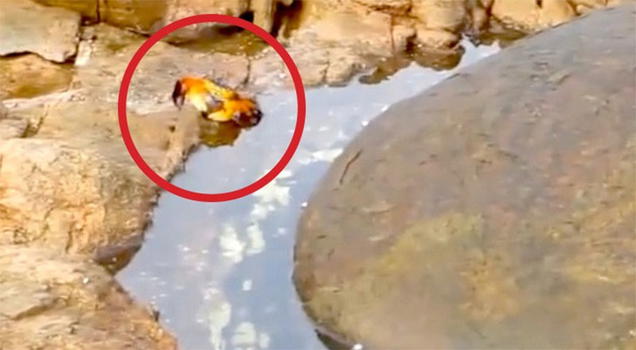 Polpo salta fuori dall’acqua e aggredisce un granchio!