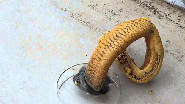 Da una reazione chimica nasce un “serpente”!