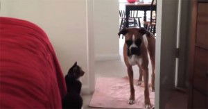 “Non passerai, Cane!”. Ecco il video che fa impazzire il web