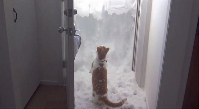 Ecco Rudiger, il gatto che spala la neve per uscire di casa