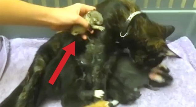 Mamma gatta adotta un cucciolo di scoiattolo!