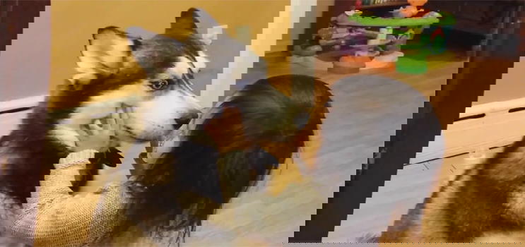 Ecco una bimba che non può stare senza il suo cane