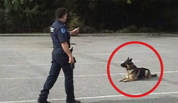 Guardate cosa fa questo cane poliziotto quando il suo collega gli dà un ordine!