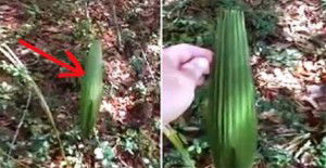 Ecco la misteriosa pianta che si muove da sola!