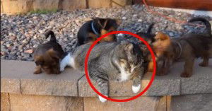Reggie, il gatto più paziente del mondo!