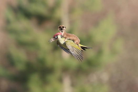 Una donnola cavalca un picchio, la foto diventa subito meme