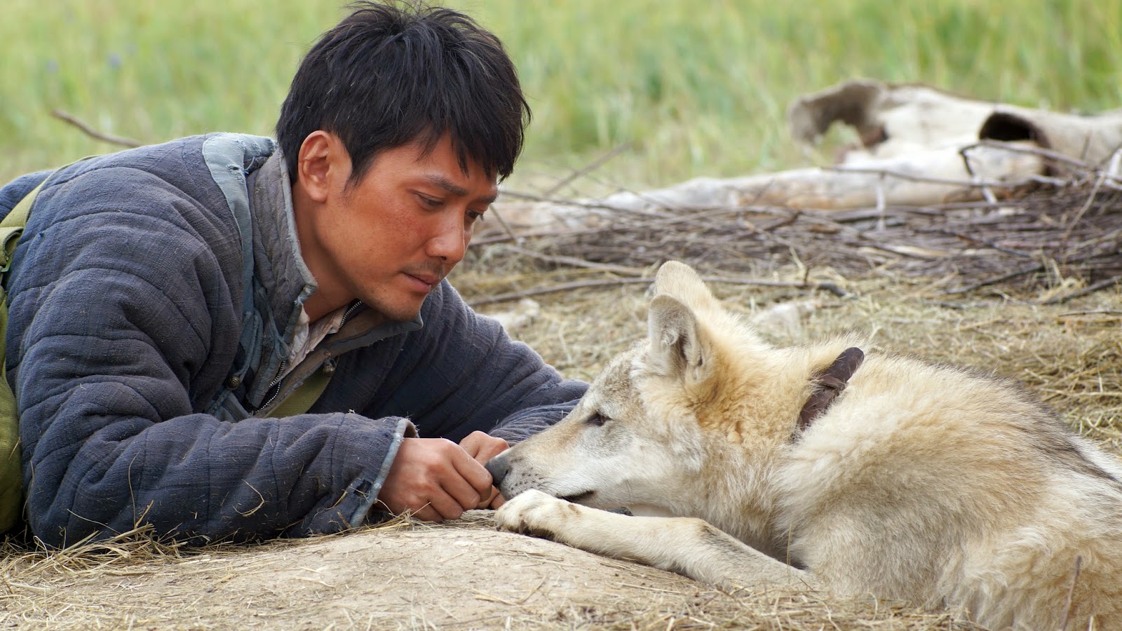 Il Lupo E Il Leone Film Uscita