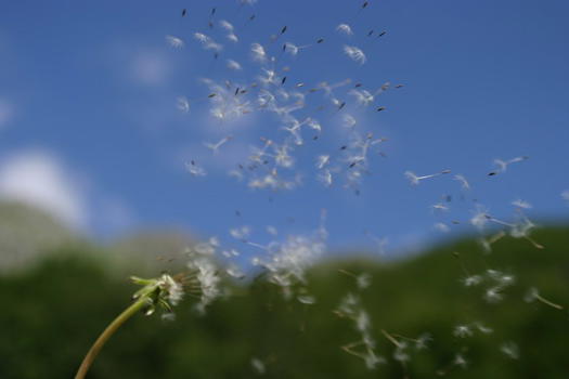 Arriva ‘meteo polline’ contro le allergie da polline, tipiche della primavera