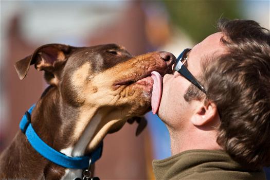 Baciare il nostro cane fa bene. Uno studio lo conferma