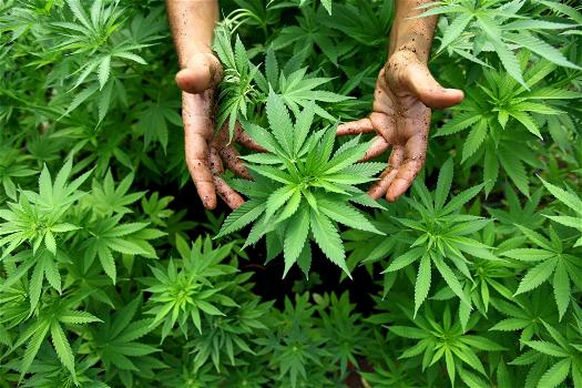Legalizzazione della cannabis: parlamentari bipartisan pronti a proposta di legge