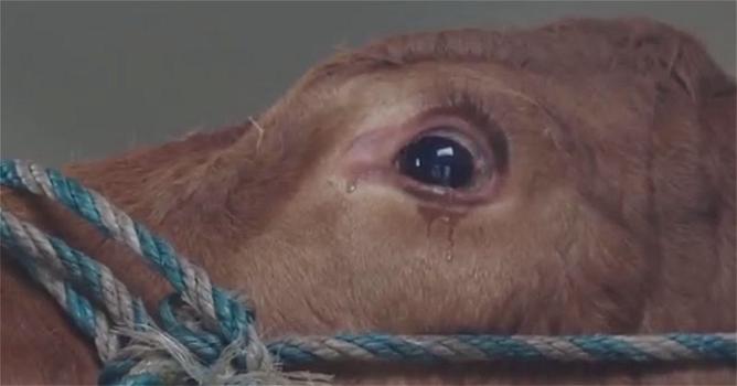 Le lacrime di Emma, la mucca salvata dal macello