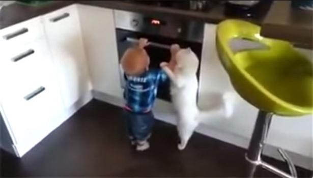 Gatto allontana il bimbo dal forno acceso
