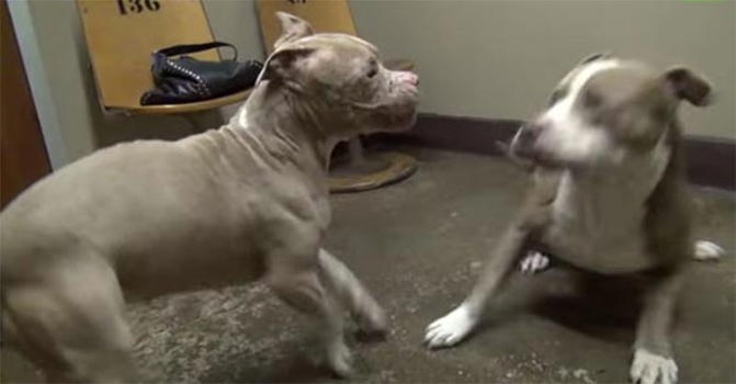 Ecco il primo incontro tra due pitbull che hanno subito maltrattamenti