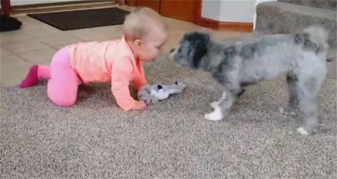 Ecco la simpatica “lotta” tra una bimba e il suo cane per impadronirsi dei giocattoli